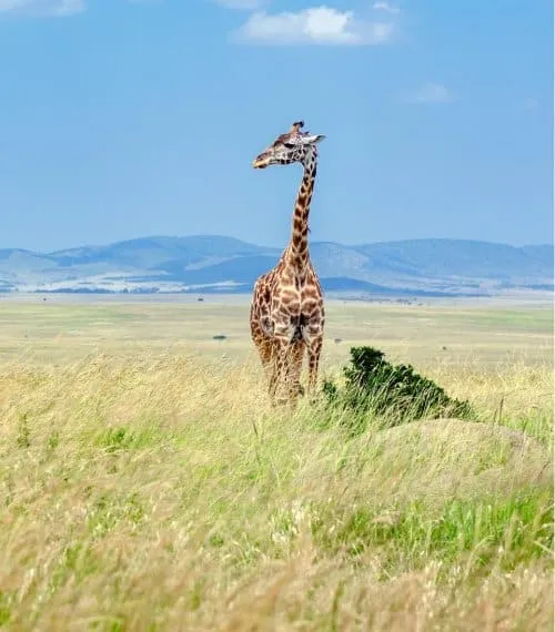 South Africa Gallery Image 2