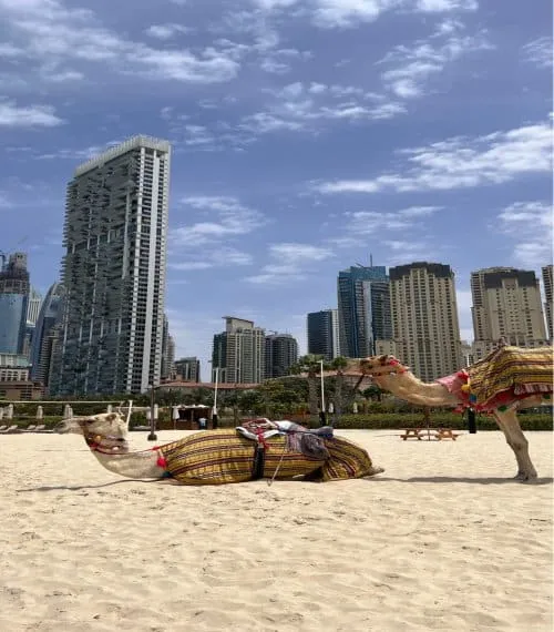 United Arab Emirates Gallery Image 7