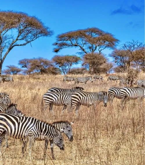 South Africa Gallery Image 7