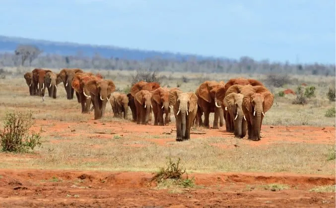 Addo Elephant National Park – Port Elizabeth, South Africa