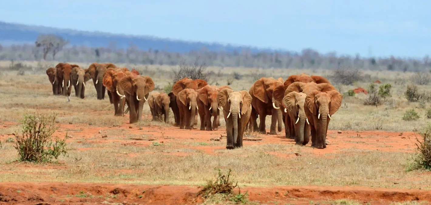 Addo Elephant National Park – Port Elizabeth, South Africa