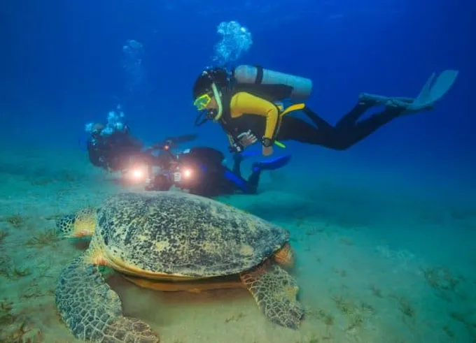 Scuba Diving gallery image